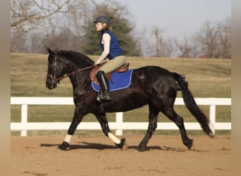 Friesian horses, Mare, 11 years, 14.2 hh, Black