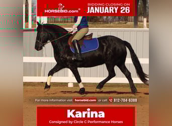 Friesian horses, Mare, 11 years, 14,2 hh, Black