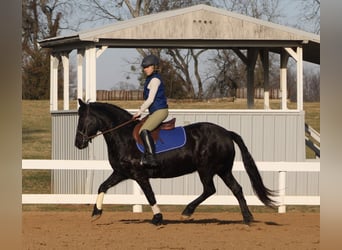 Friesian horses, Mare, 11 years, 14,2 hh, Black
