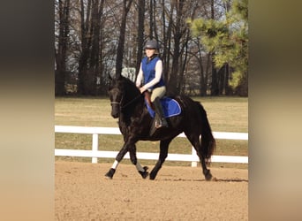 Friesian horses, Mare, 11 years, 14,2 hh, Black