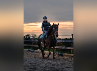 Friesian horses Mix, Mare, 11 years, 15.2 hh, Black