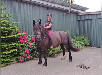 Friesian horses Mix, Mare, 11 years, 15.2 hh, Smoky-Black