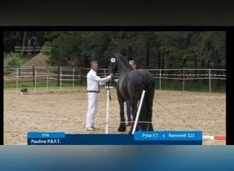 Friesian horses, Mare, 11 years, 15,3 hh, Black