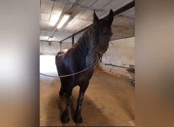 Friesian horses, Mare, 11 years, 15,3 hh, Black