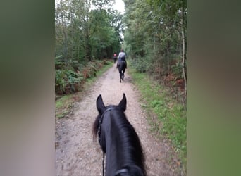 Friesian horses, Mare, 11 years, 15,3 hh, Black