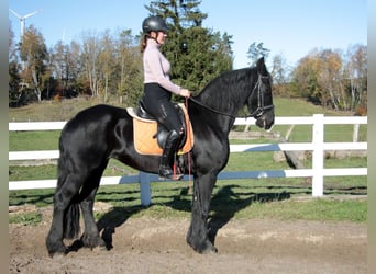 Friesian horses, Mare, 11 years, 15,3 hh, Black