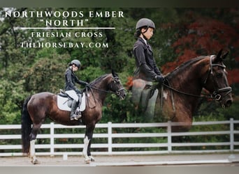Friesian horses, Mare, 11 years, 15.3 hh, Black