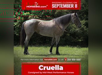 Friesian horses Mix, Mare, 11 years, 15,3 hh, Roan-Blue