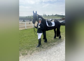 Friesian horses, Mare, 11 years, 16 hh, Black