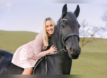 Friesian horses, Mare, 11 years, 16 hh, Black