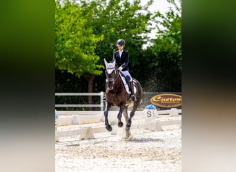 Friesian horses Mix, Mare, 11 years, 16 hh, Black