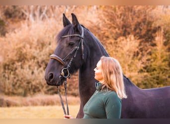 Friesian horses, Mare, 11 years, 16 hh, Black
