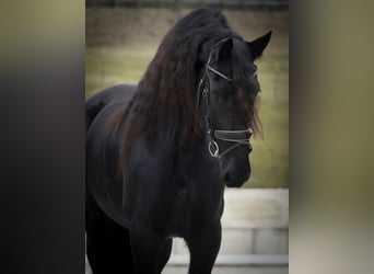 Friesian horses, Mare, 11 years, 16 hh, Black