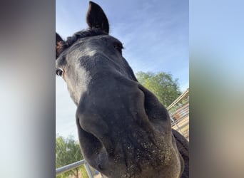 Friesian horses Mix, Mare, 11 years, 16 hh, Black
