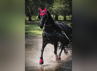 Friesian horses, Mare, 11 years, 16,2 hh, Black
