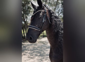 Friesian horses, Mare, 11 years, 16,2 hh, Black