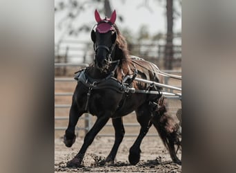 Friesian horses, Mare, 11 years, 16,2 hh, Black
