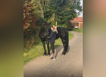 Friesian horses, Mare, 11 years, 16,3 hh, Black
