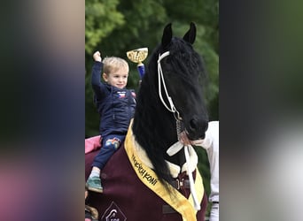 Friesian horses, Mare, 11 years, 17 hh, Black