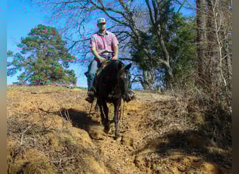 Friesian horses, Mare, 12 years, 15.1 hh, Black