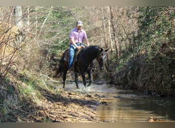 Friesian horses, Mare, 12 years, 15.1 hh, Black