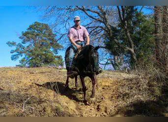 Friesian horses, Mare, 12 years, 15.1 hh, Black