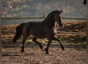 Friesian horses, Mare, 12 years, 15.2 hh, Black