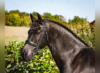 Friesian horses, Mare, 12 years, 15.2 hh, Black