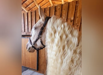 Friesian horses Mix, Mare, 12 years, 15.2 hh, Champagne