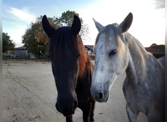 Friesian horses, Mare, 12 years, 15.3 hh, Black