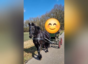 Friesian horses, Mare, 12 years, 15.3 hh, Black