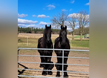 Friesian horses, Mare, 12 years, 15.3 hh, Black