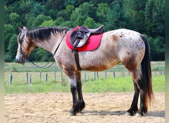 Friesian horses Mix, Mare, 12 years, 15.3 hh