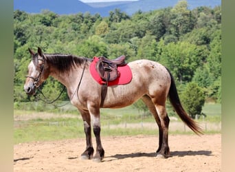 Friesian horses Mix, Mare, 12 years, 15.3 hh