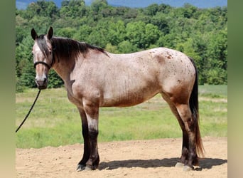 Friesian horses Mix, Mare, 12 years, 15.3 hh
