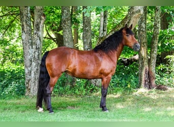 Friesian horses Mix, Mare, 12 years, 15 hh, Bay