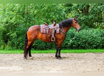 Friesian horses Mix, Mare, 12 years, 15 hh, Bay