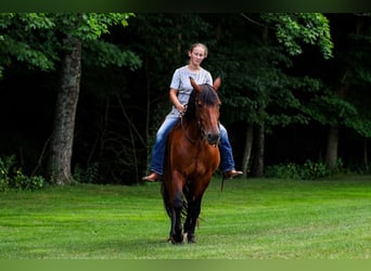 Friesian horses Mix, Mare, 12 years, 15 hh, Bay