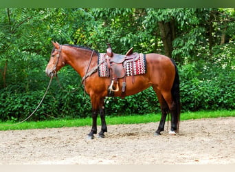 Friesian horses Mix, Mare, 12 years, 15 hh, Bay