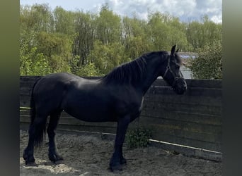 Friesian horses, Mare, 12 years, 15,1 hh, Black
