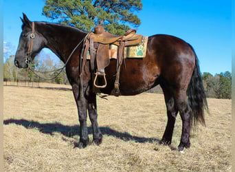Friesian horses, Mare, 12 years, 15,1 hh, Black