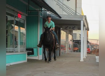 Friesian horses, Mare, 12 years, 15,1 hh, Black