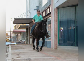 Friesian horses, Mare, 12 years, 15,1 hh, Black