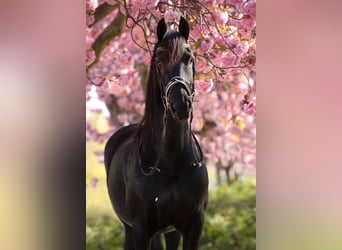 Friesian horses, Mare, 12 years, 15,2 hh, Black