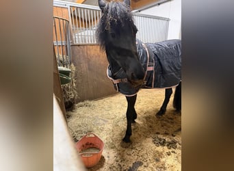 Friesian horses Mix, Mare, 12 years, 15,2 hh, Black