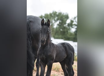 Friesian horses, Mare, 12 years, 16.1 hh, Black