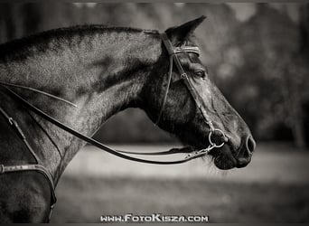 Friesian horses, Mare, 12 years, 16.1 hh, Black