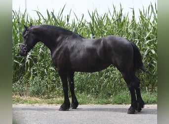 Friesian horses, Mare, 12 years, 16.1 hh, Black
