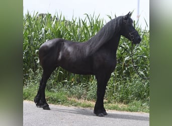Friesian horses, Mare, 12 years, 16.1 hh, Black