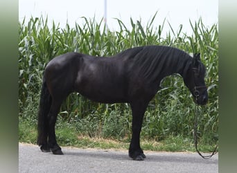 Friesian horses, Mare, 12 years, 16.1 hh, Black